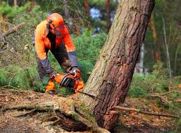 Why Choose Our Tree Removal Services in East Point, GA?