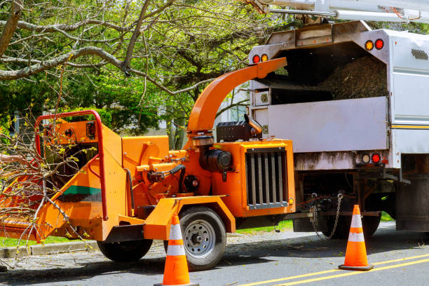 Reliable East Point, GA  Tree Services Solutions